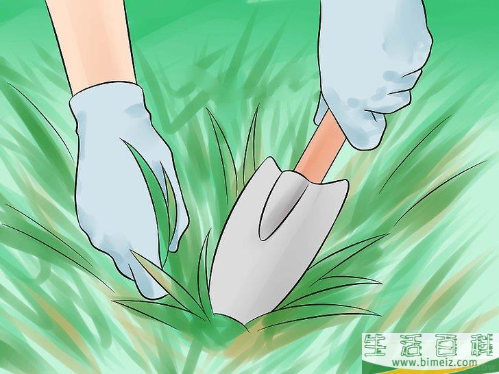 怎么种植合法的大麻