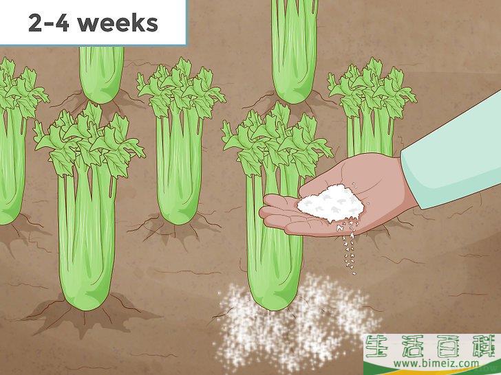 怎么种芹菜