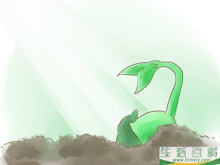 怎么用种子种植植物