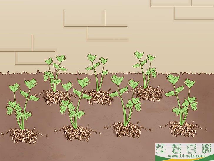 怎么种芹菜