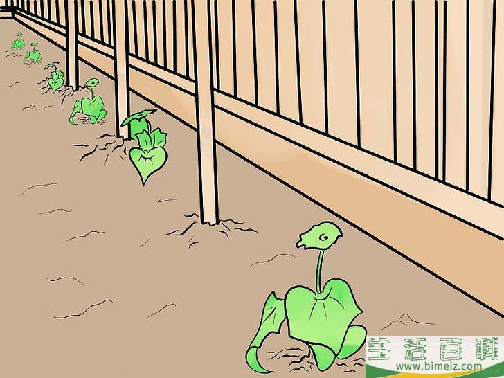 怎么防止猫进入你的花园