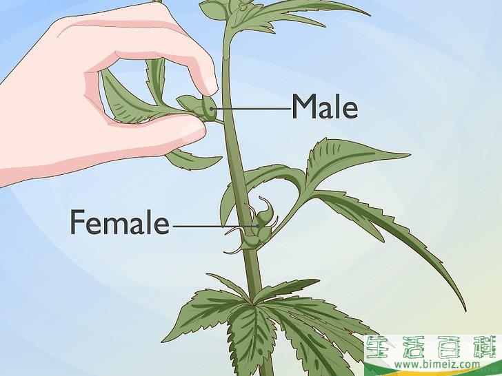 怎么辨别雌雄大麻