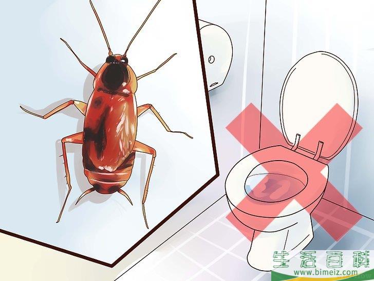 怎么辨别蟑螂的种类