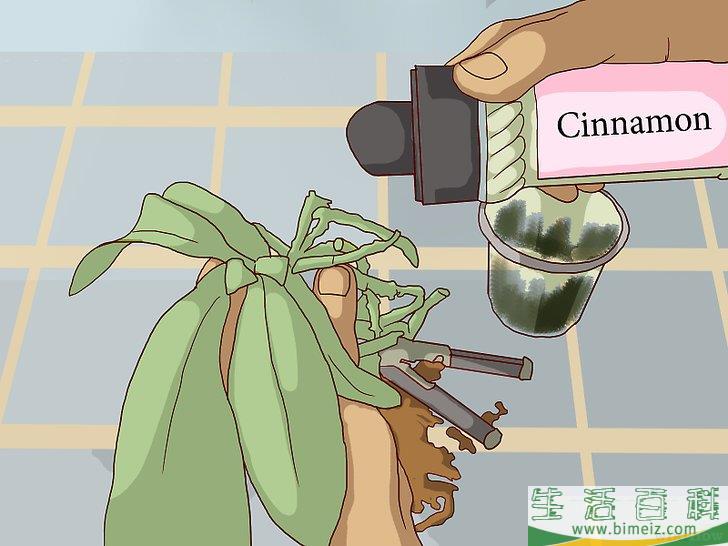 怎么换盆移栽兰花
