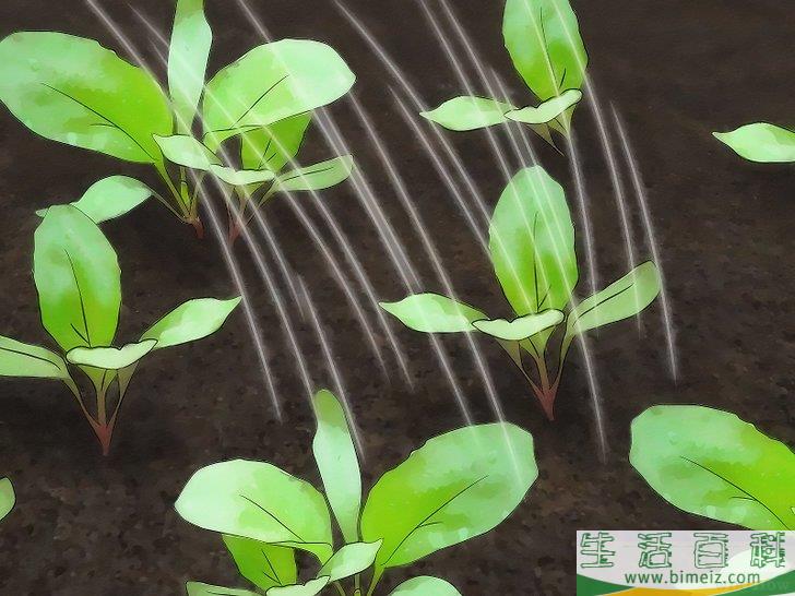 怎么种植萝卜