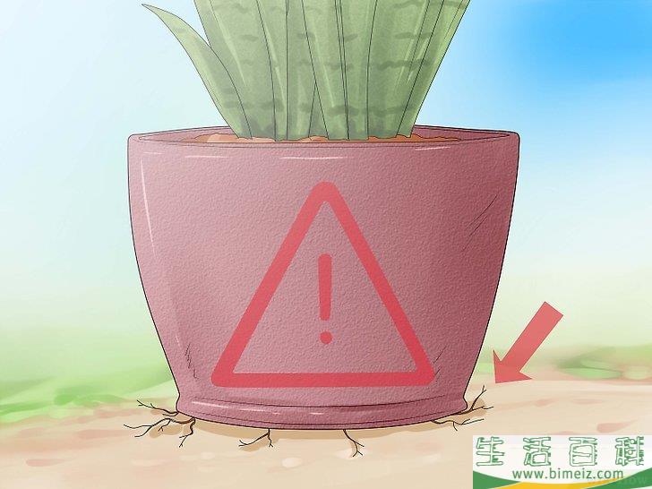 怎么照料虎皮兰