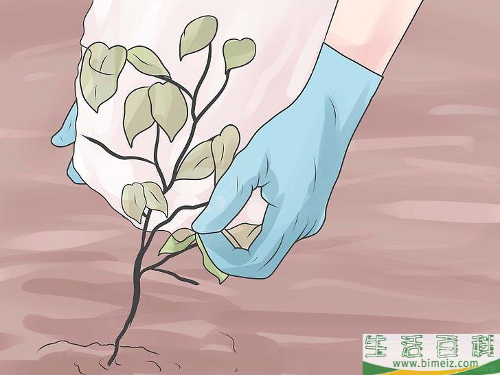 怎么消灭毒葛