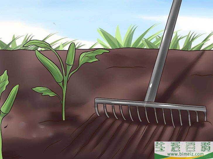 怎么种植秋葵