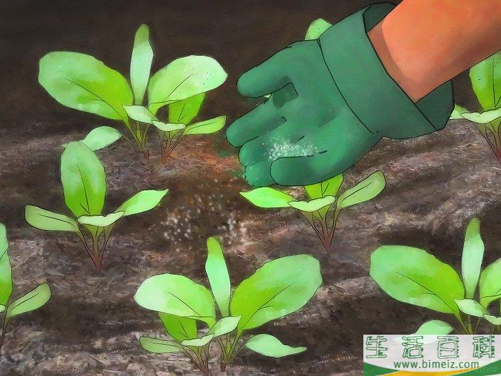 怎么种植萝卜
