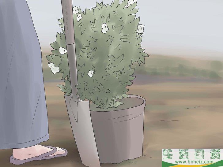 怎么栽种栀子花