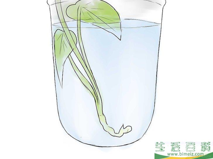 怎么种植红薯