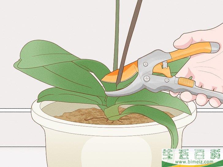怎么修剪兰花