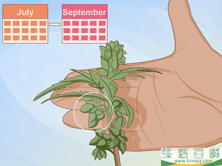怎么辨别雌雄大麻