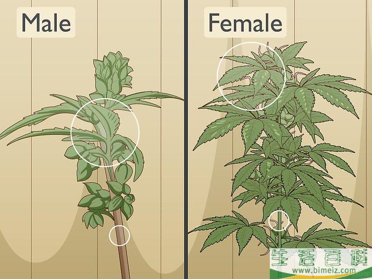 怎么辨别雌雄大麻