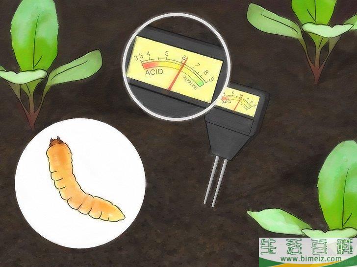 怎么种植萝卜