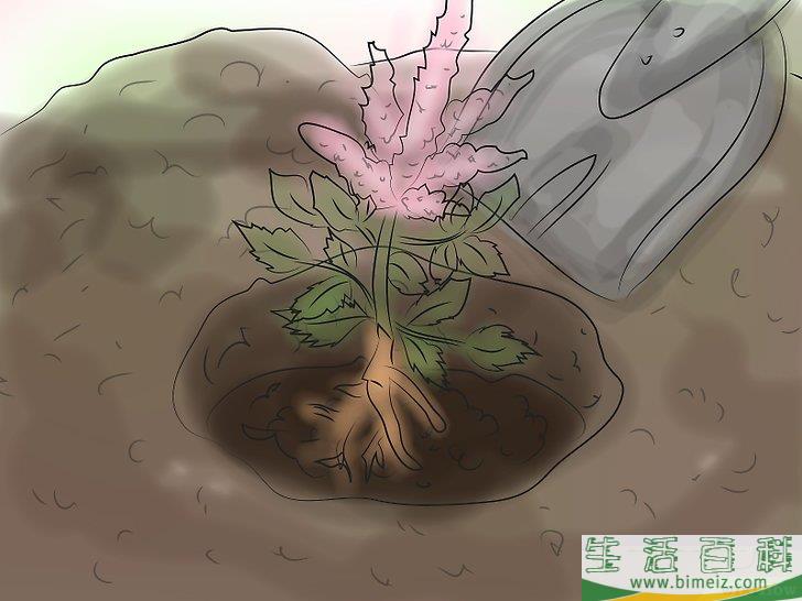 怎么种植落新妇