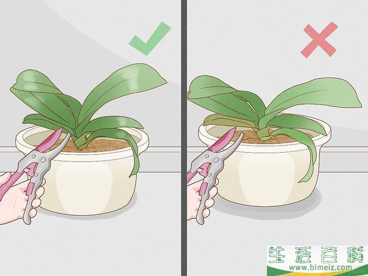 怎么修剪兰花