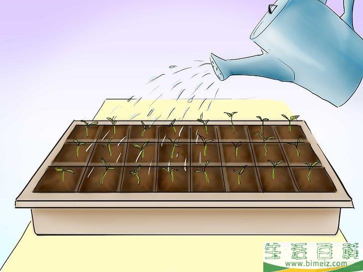 怎么用种子种植番茄