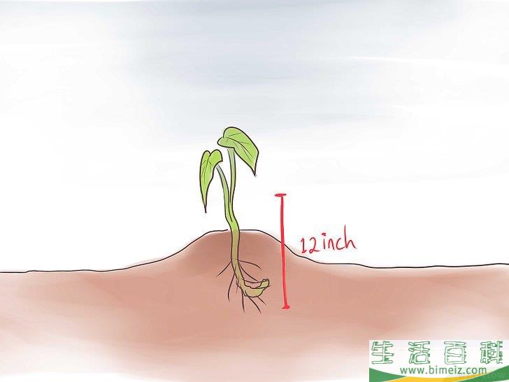 怎么种植红薯
