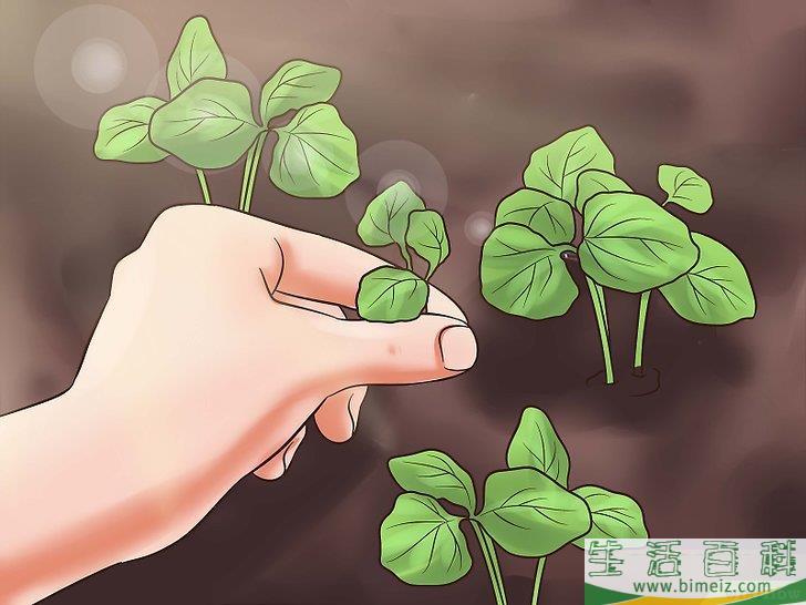怎么种植秋葵