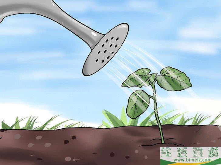 怎么种植秋葵