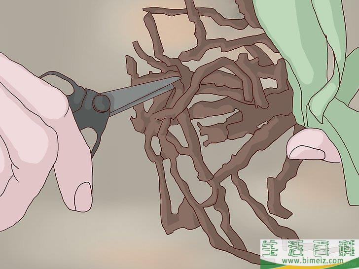 怎么换盆移栽兰花