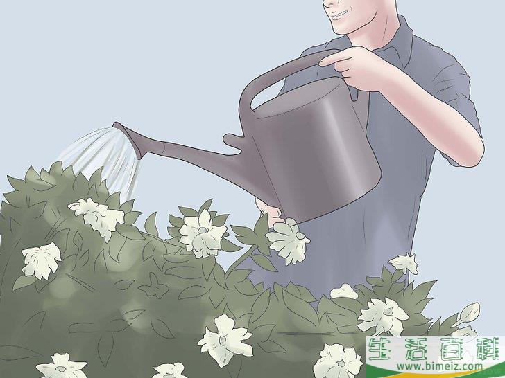 怎么栽种栀子花