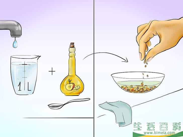 怎么用种子种植番茄