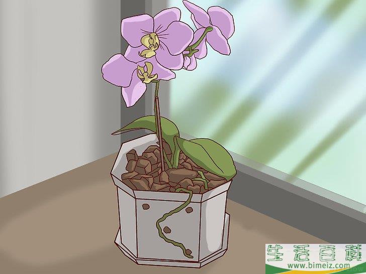 怎么换盆移栽兰花