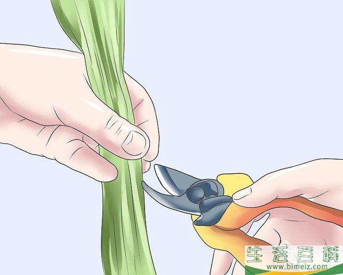 怎么修剪薰衣草