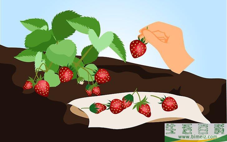 怎么种草莓