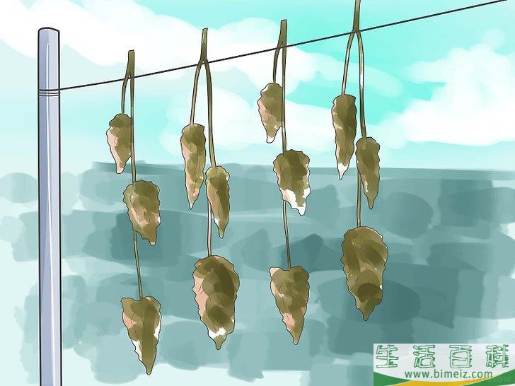 怎么种植合法的大麻
