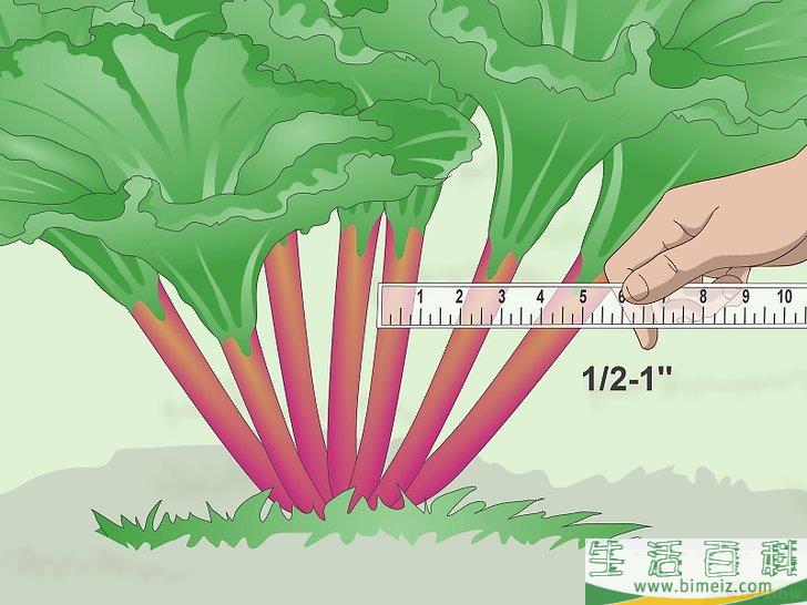 怎么收获大黄