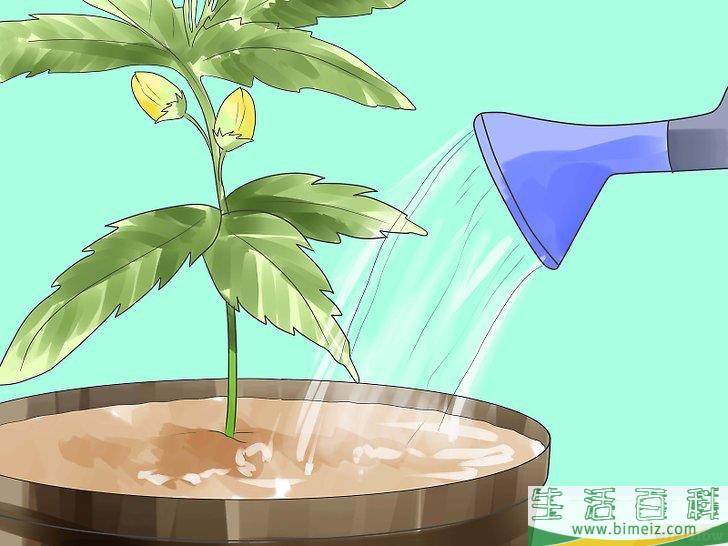 怎么种植合法的大麻