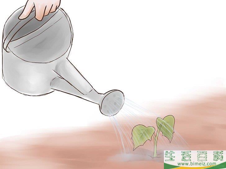 怎么种植红薯