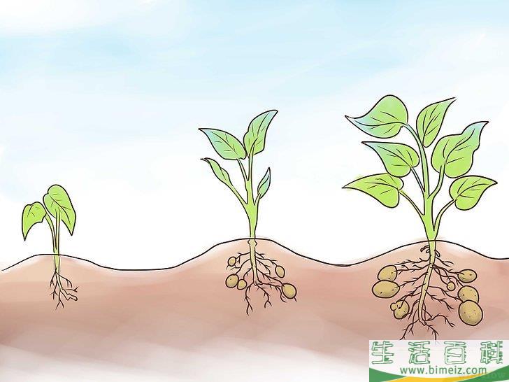 怎么种植红薯