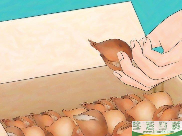 怎么储藏郁金香球茎