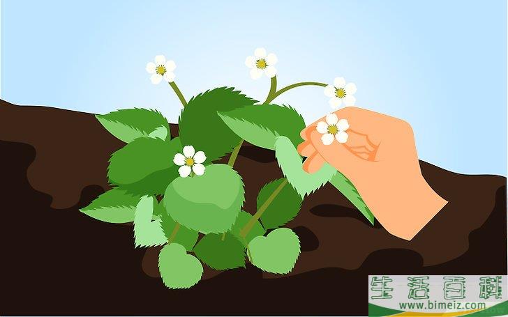 怎么种草莓