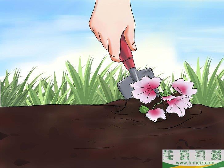 怎么种天竺葵