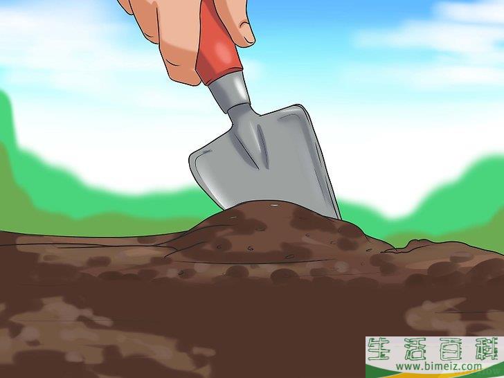 怎么种植向日葵