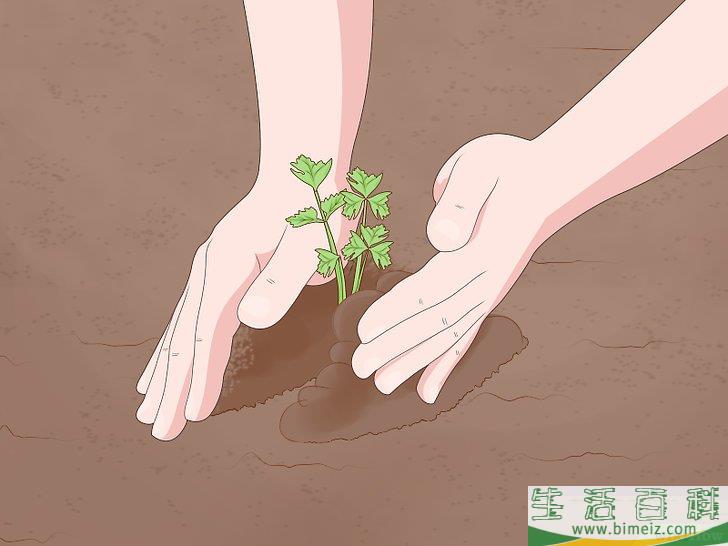 怎么种芹菜