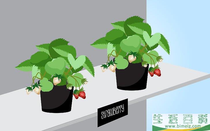 怎么种草莓