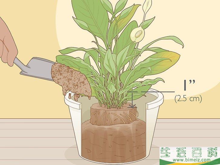 怎么照料白鹤芋