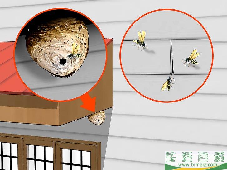 怎么防范黄蜂