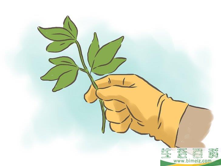 怎么种百香果