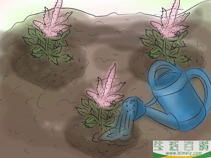 怎么种植落新妇