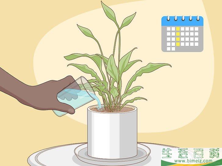 怎么照料白鹤芋