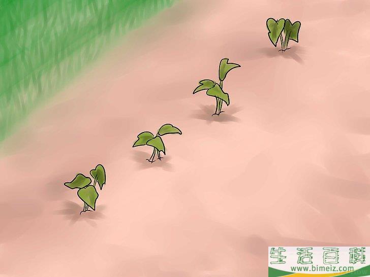 怎么种植红薯