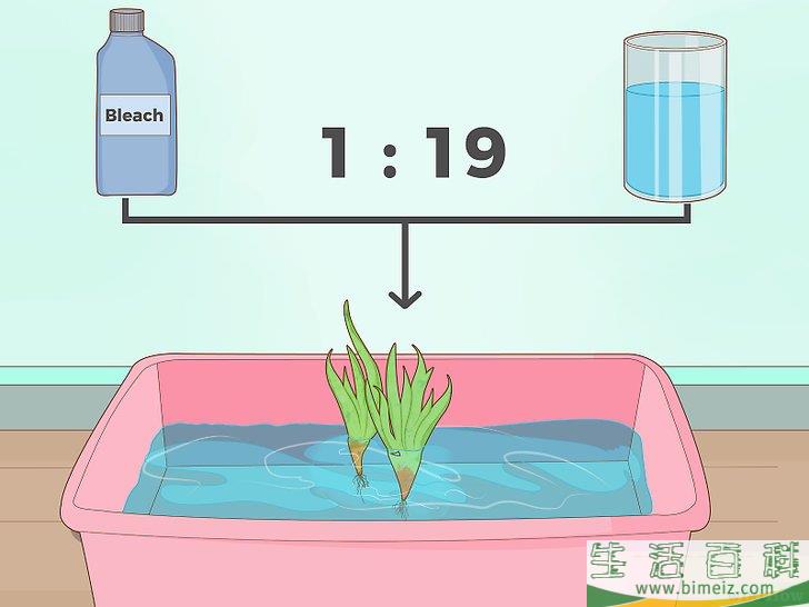 怎么使园林免受蜗牛侵害
