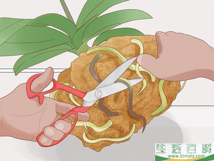 怎么修剪兰花